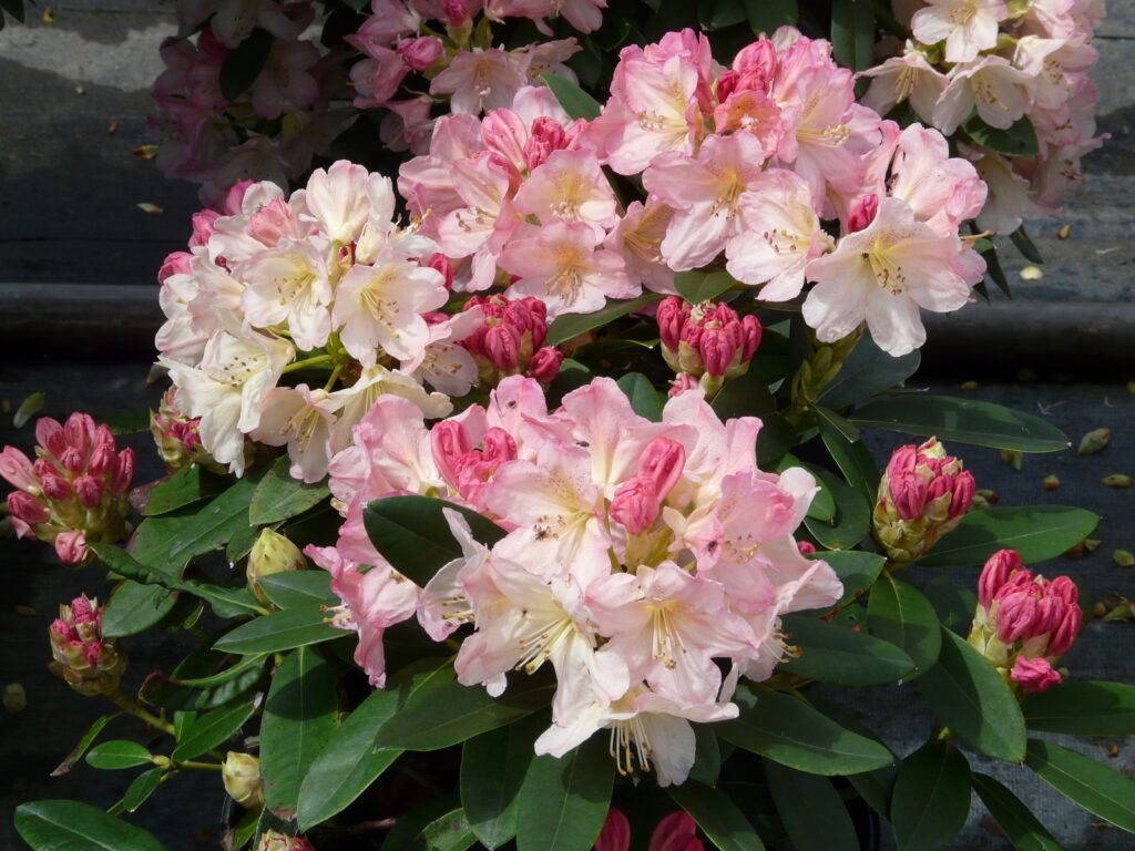 Broadleaf Evergreens: Rhododendron Percy Wiseman