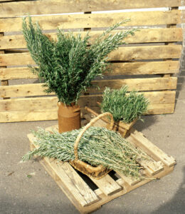 Annual Herbs: Rosemary Barbeque