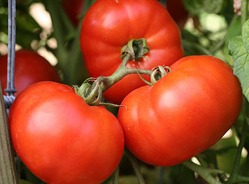 Tomato Transplants: Early Girl