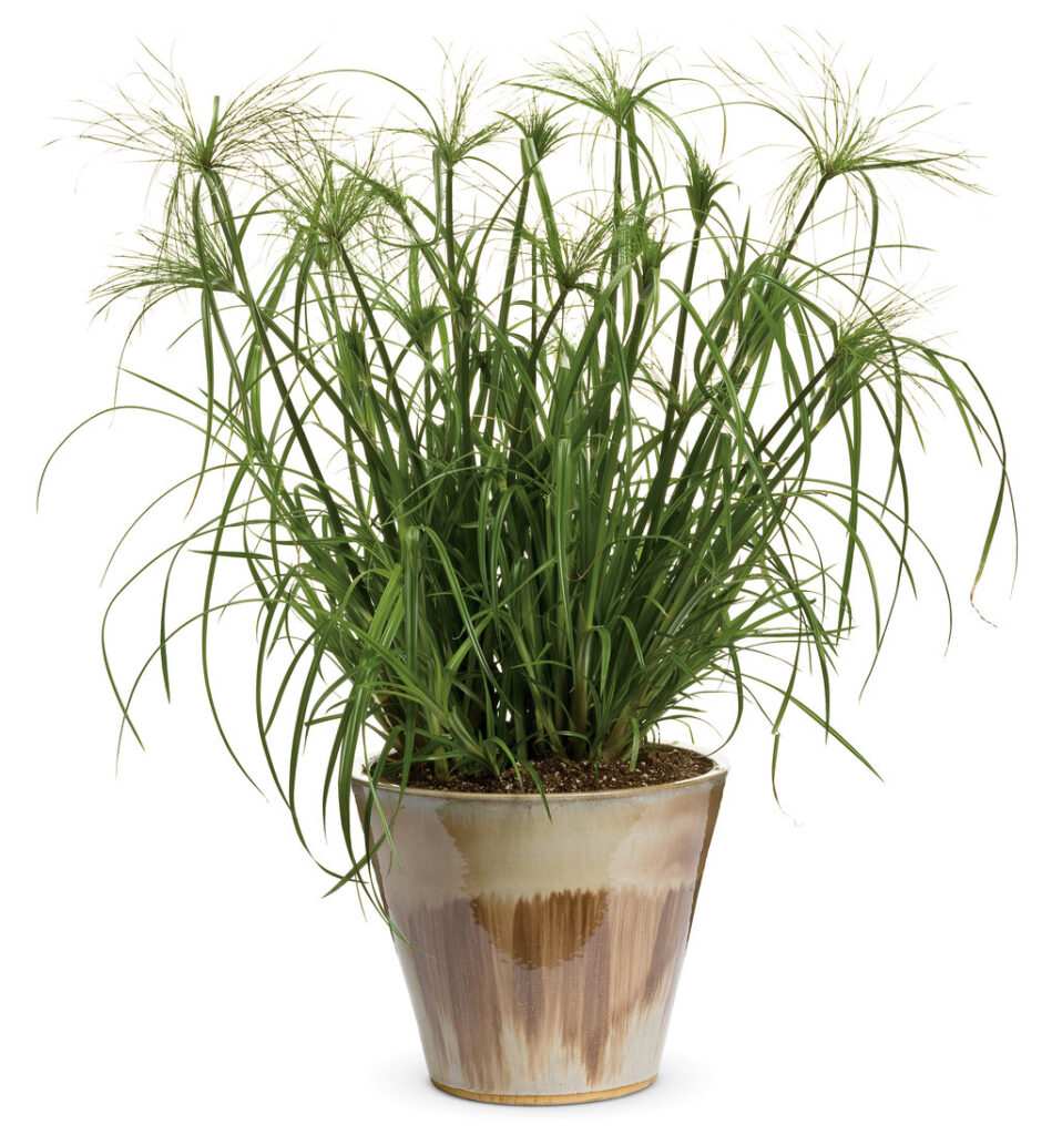 Annual Grasses Species Cyperus King Tut