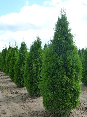 Conifers: Thuja Occidentalis Emerald (Emerald Cedar)