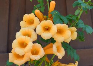 Perennial Vines: Campsis Radicans