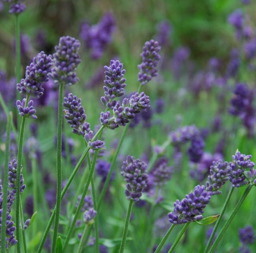 Perennial herbs: Lavender Provence X Int