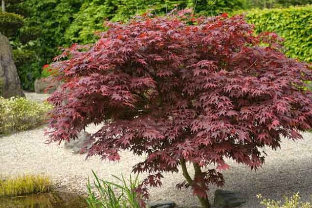 Japanese Maples: Acer Palmatum 'Bloodgood'